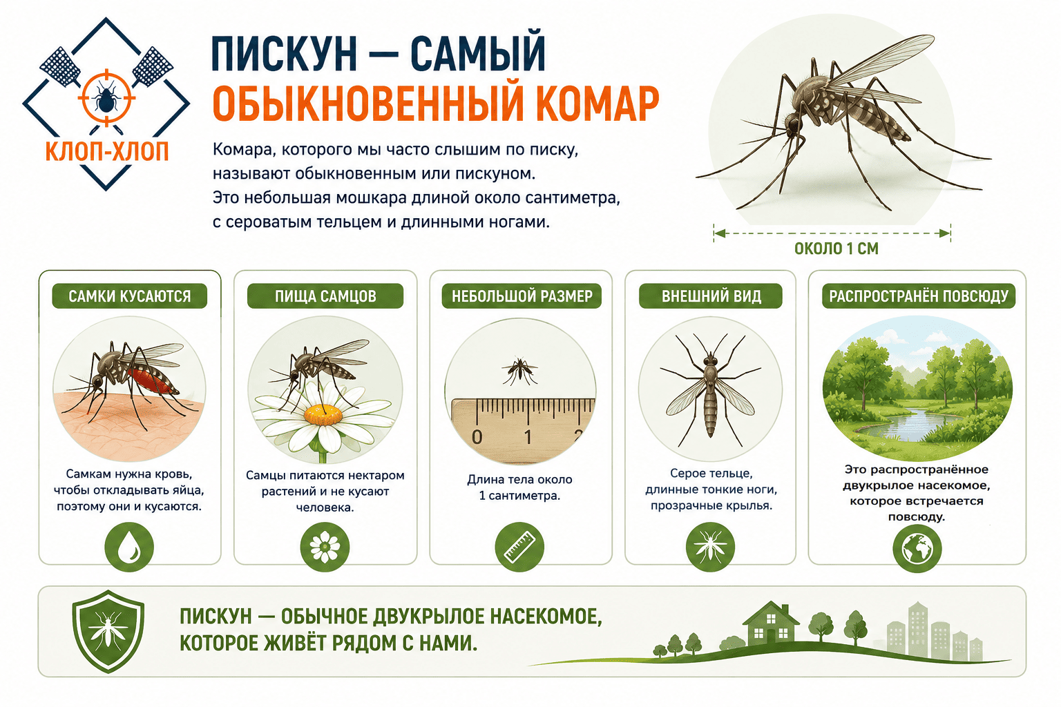 Кто такой комар обыкновенный: внешний вид и систематика
